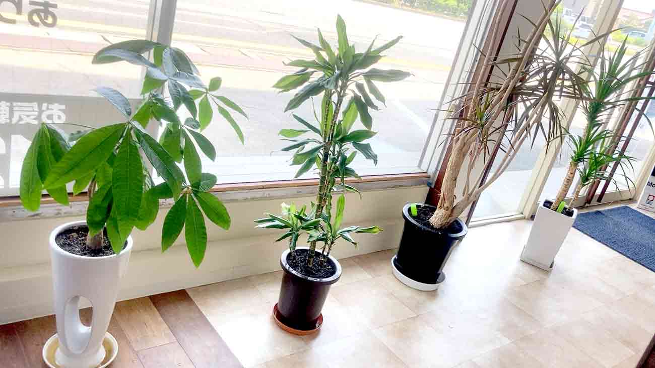 米子のリフォーム会社トイロの観葉植物
